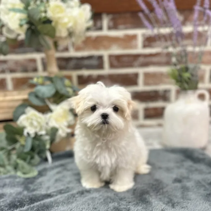 Female Maltese puppy for sale at Shake A Paw Union.