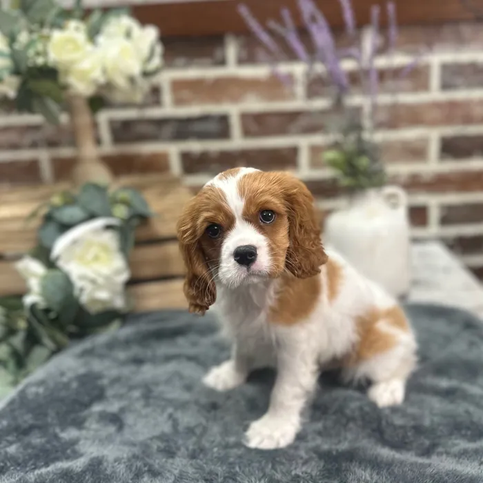Male Cavalier King Charles Spaniel puppy for sale at Shake A Paw Union.