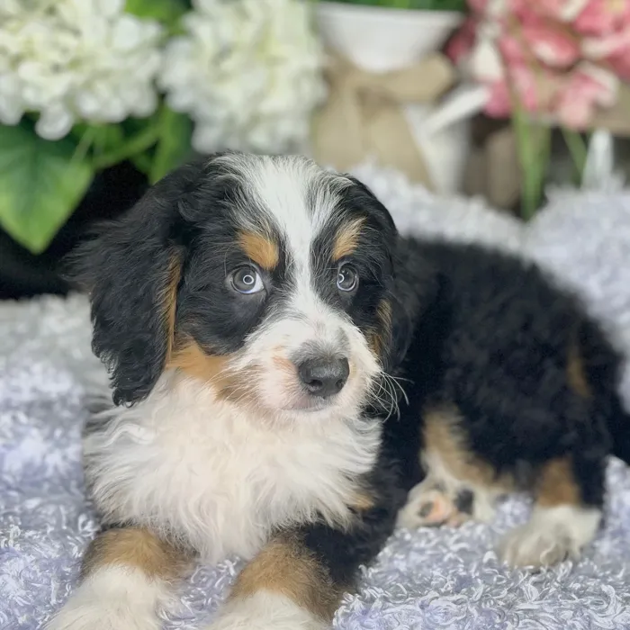 Male Mini Bernedoodle puppy for sale at Shake A Paw Green Brook.