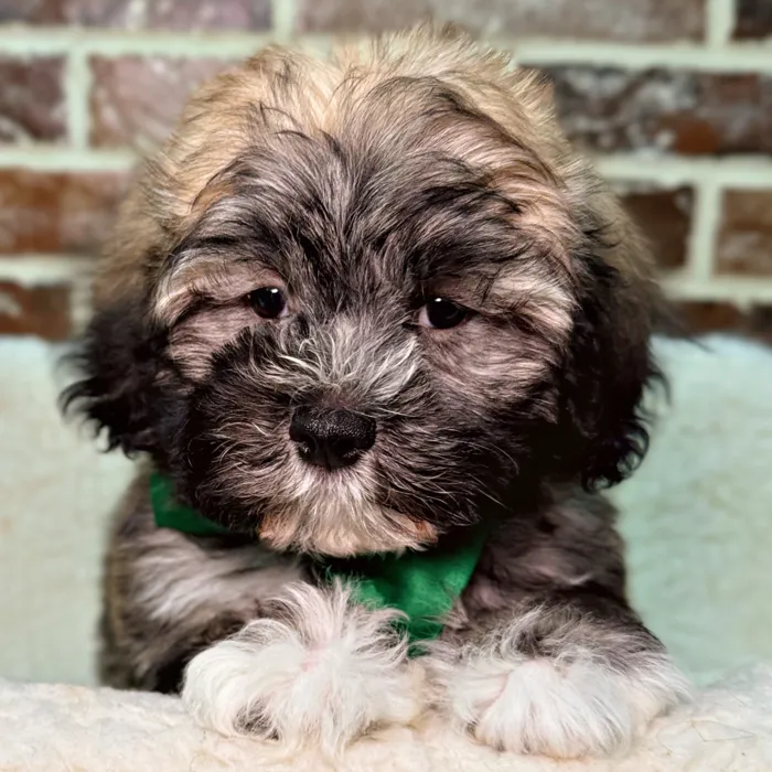 Male Havanese puppy for sale at Shake A Paw Union.