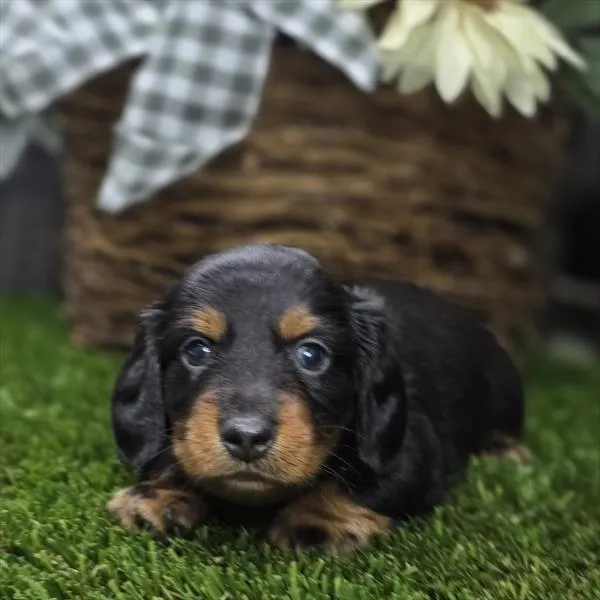 Male Dachshund puppy for sale at Shake A Paw Union.