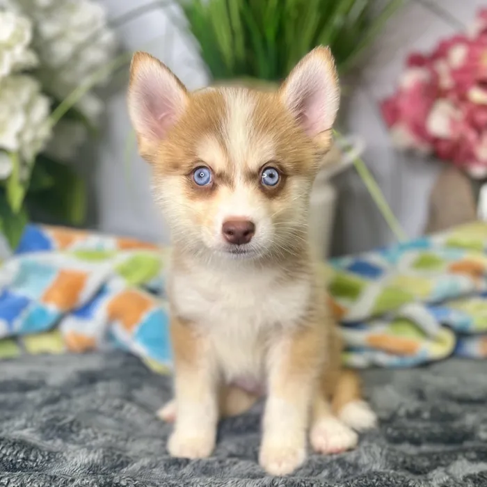 Male Pomsky 2Nd Gen puppy for sale at Shake A Paw Green Brook.