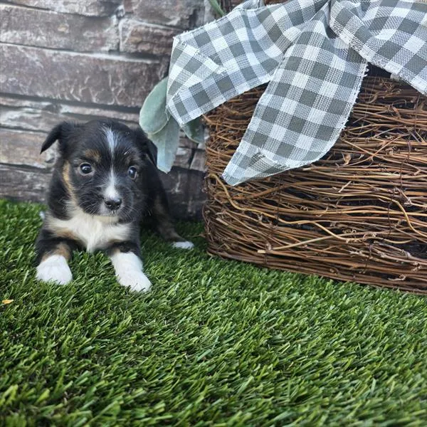 Female Mini American Shepherd puppy for sale at Shake A Paw Union.