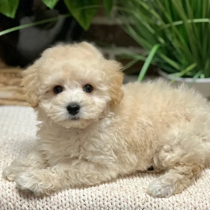 Female Bichon / Poodle puppy for sale at Shake A Paw Green Brook.