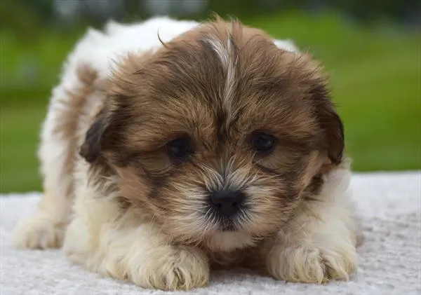 Female Shih Tzu / Bichon puppy for sale at Shake A Paw Union.