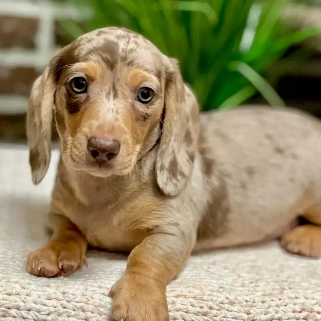 Male Dachshund puppy for sale at Shake A Paw Green Brook.