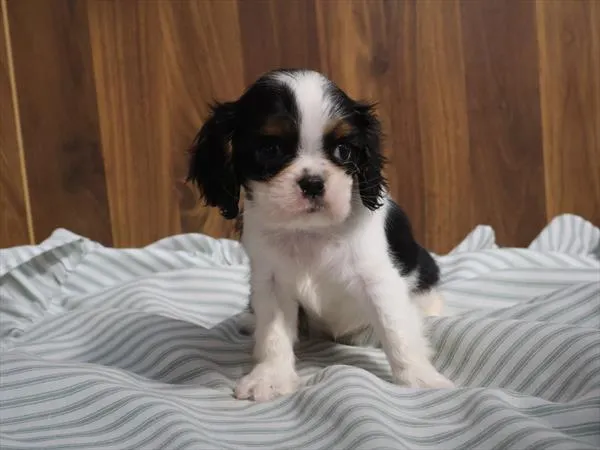 Female Cavalier King Charles Spaniel puppy for sale at Shake A Paw Union.