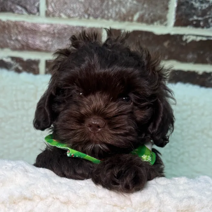 Male Shih Tzu / Poodle puppy for sale at Shake A Paw Union.