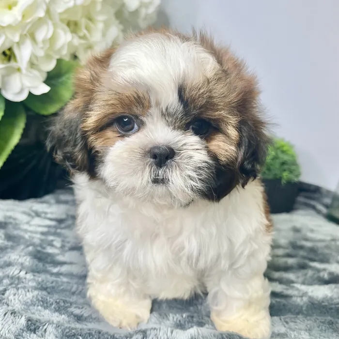 Female Shih Tzu puppy for sale at Shake A Paw Green Brook.