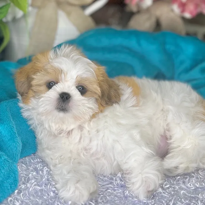 Female Shih Tzu puppy for sale at Shake A Paw Green Brook.