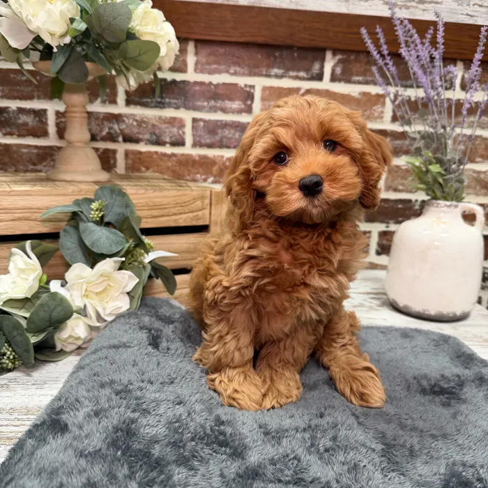 Female Cockapoo 2Nd Gen puppy for sale at Shake A Paw Union.