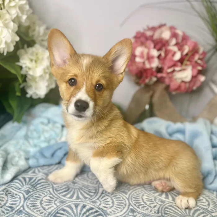 Male Pembroke Welsh Corgi puppy for sale at Shake A Paw Green Brook.