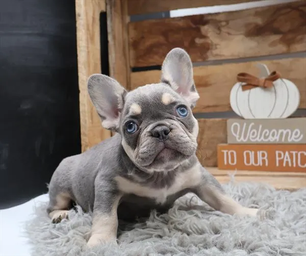 Female French Bulldog puppy for sale at Shake A Paw Green Brook.