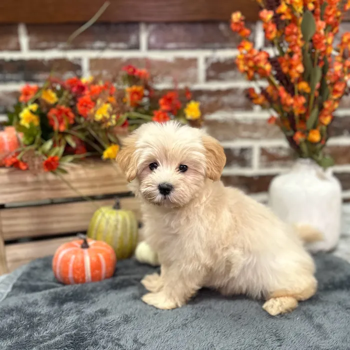 Female Maltese / Yorkie puppy for sale at Shake A Paw Union.