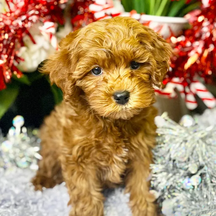 Male Cockapoo 2Nd Gen puppy for sale at Shake A Paw Green Brook.