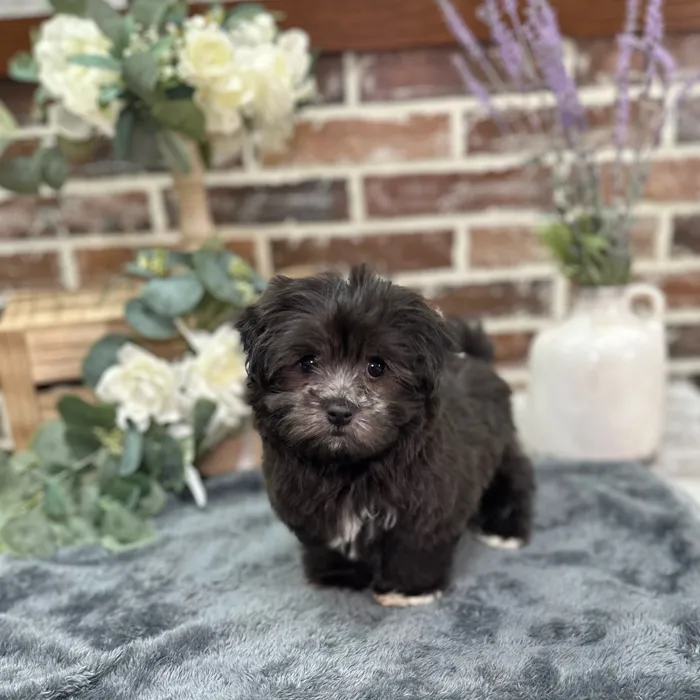 Female Havanese puppy for sale at Shake A Paw Union.