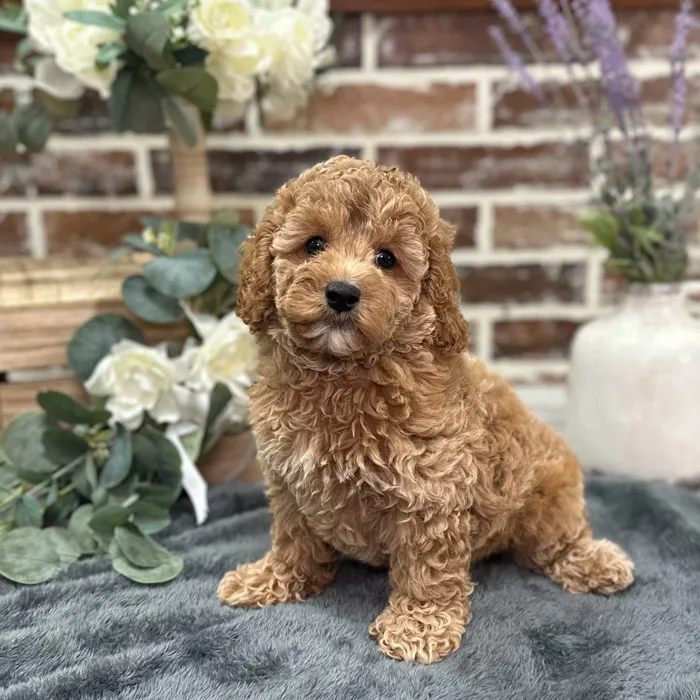 Female Cockapoo 2Nd Gen puppy for sale at Shake A Paw Union.