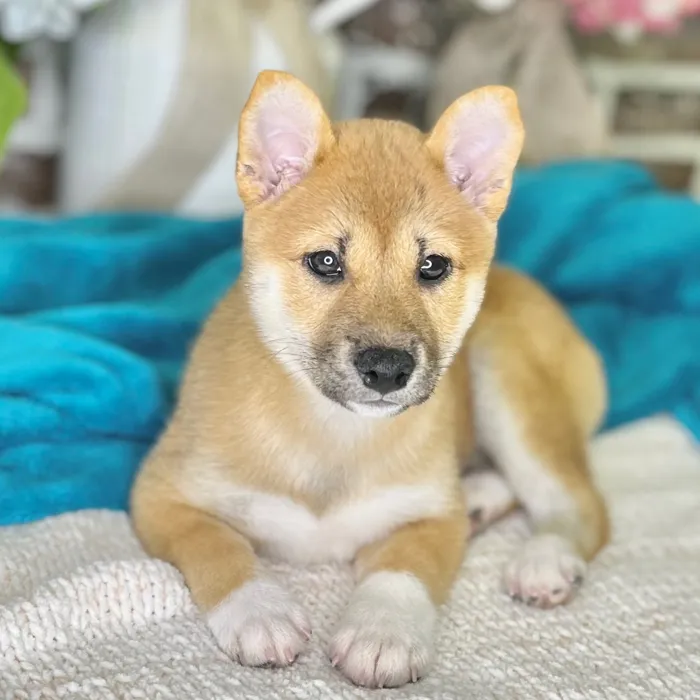 Female Shiba Inu puppy for sale at Shake A Paw Green Brook.