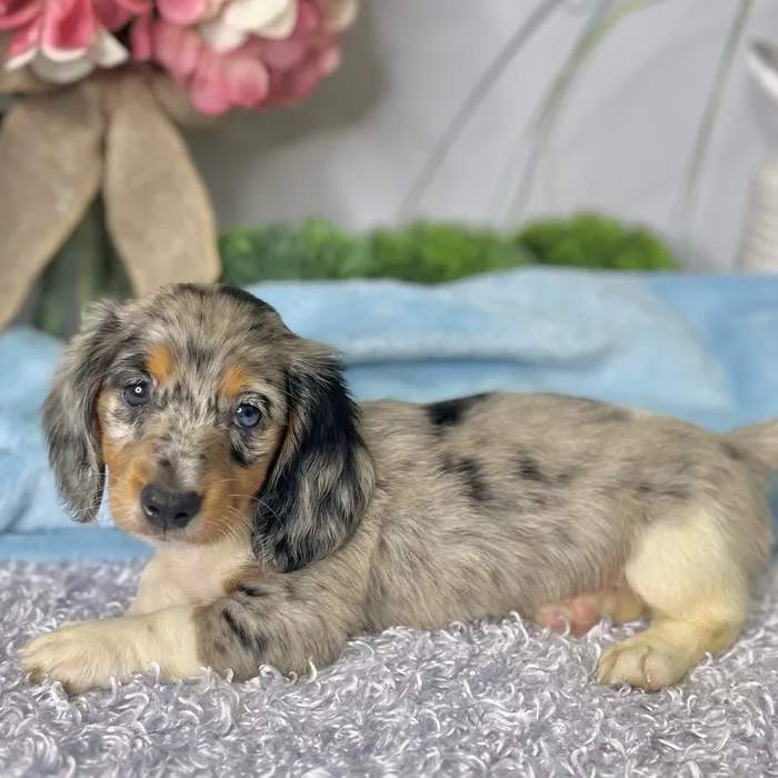 Male Dachshund puppy for sale at Shake A Paw Green Brook.