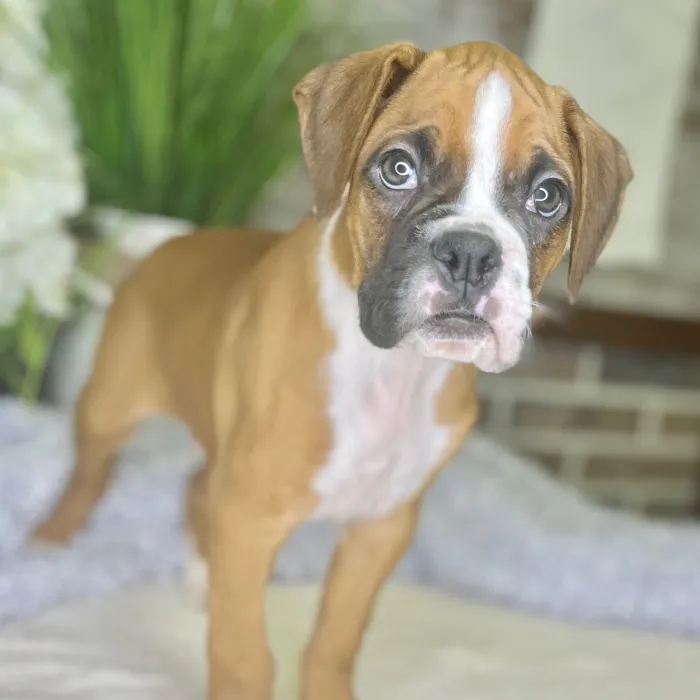Male Boxer puppy for sale at Shake A Paw Green Brook.