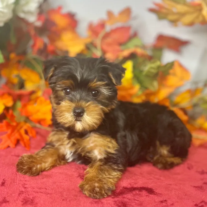 Male Yorkshire Terrier puppy for sale at Shake A Paw Green Brook.