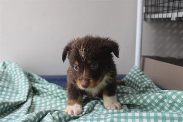 Male Mini Australian Shepherd puppy for sale at Shake A Paw Union.