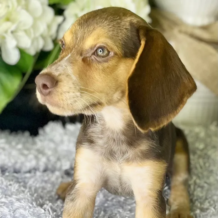 Female Beagle puppy for sale at Shake A Paw Green Brook.
