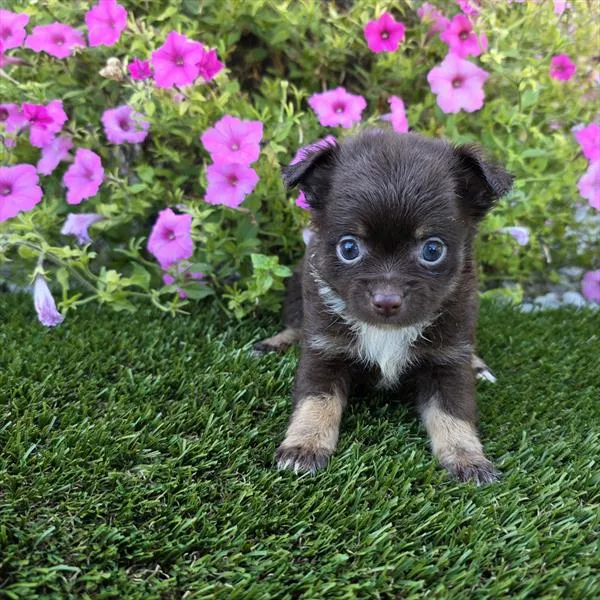 Male Chihuahua puppy for sale at Shake A Paw Union.