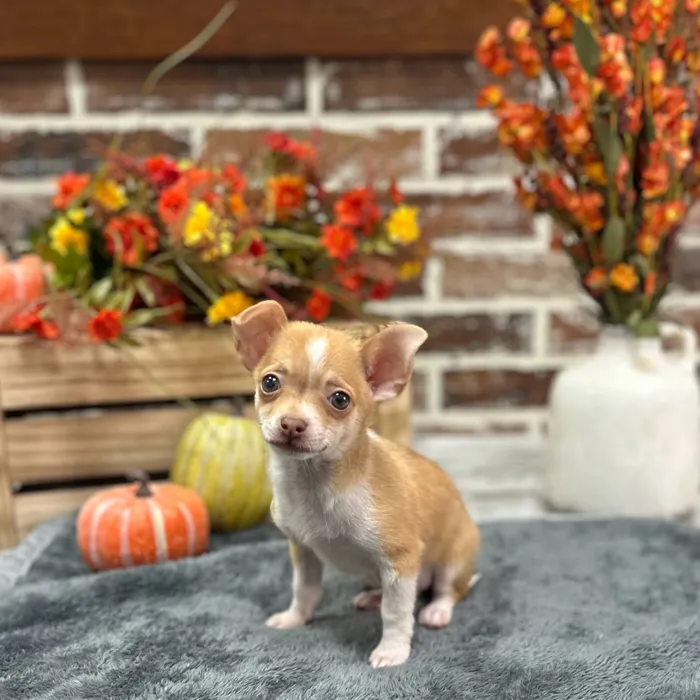 Male Chihuahua puppy for sale at Shake A Paw Union.