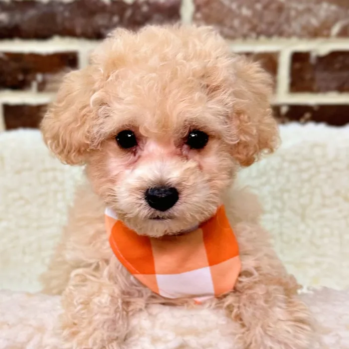 Male Bichon / Poodle puppy for sale at Shake A Paw Union.