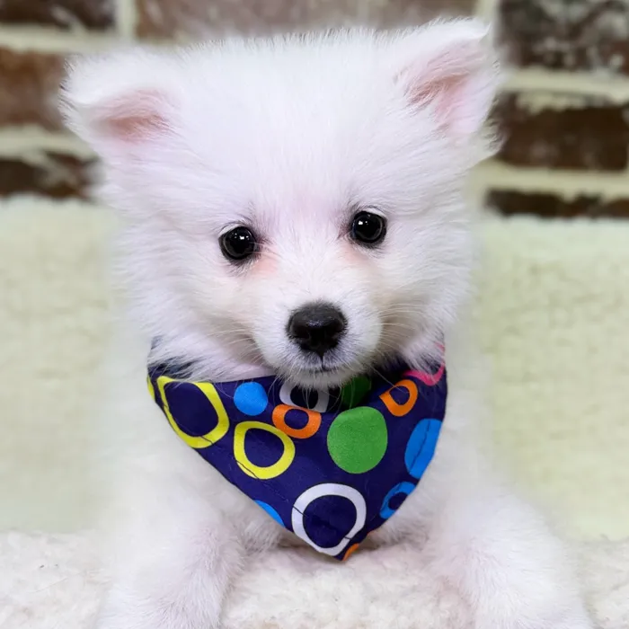 Female American Eskimo puppy for sale at Shake A Paw Union.