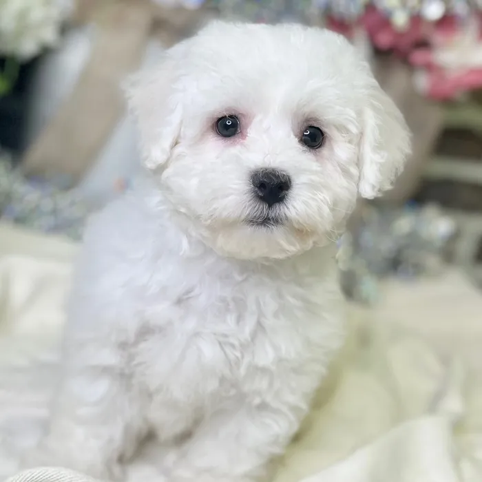 Male Bichon Frise puppy for sale at Shake A Paw Green Brook.