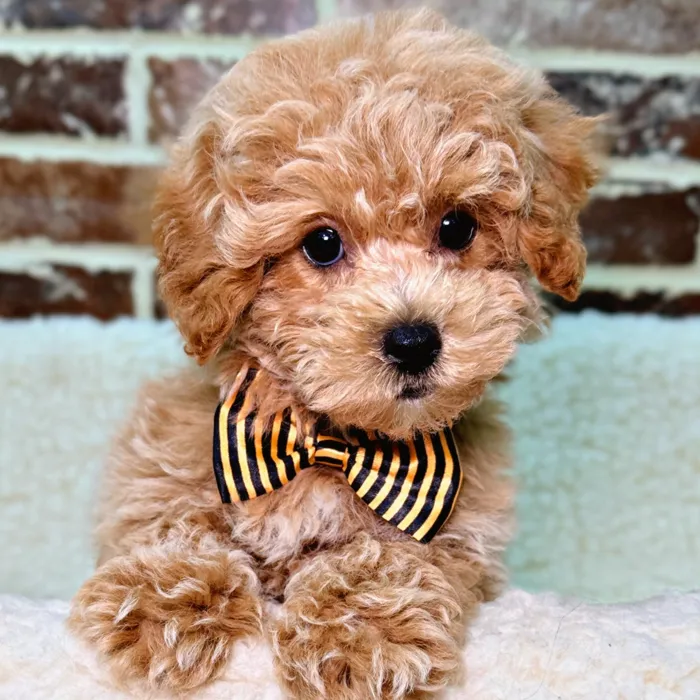 Male Bichon / Poodle puppy for sale at Shake A Paw Union.