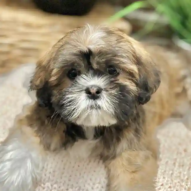 Female Lhasa Apso puppy for sale at Shake A Paw Green Brook.