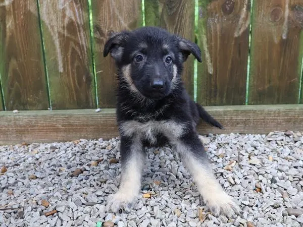 Female German Shepherd puppy for sale at Shake A Paw Union.
