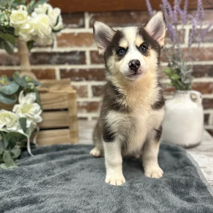 Male Pomsky puppy for sale at Shake A Paw Union.