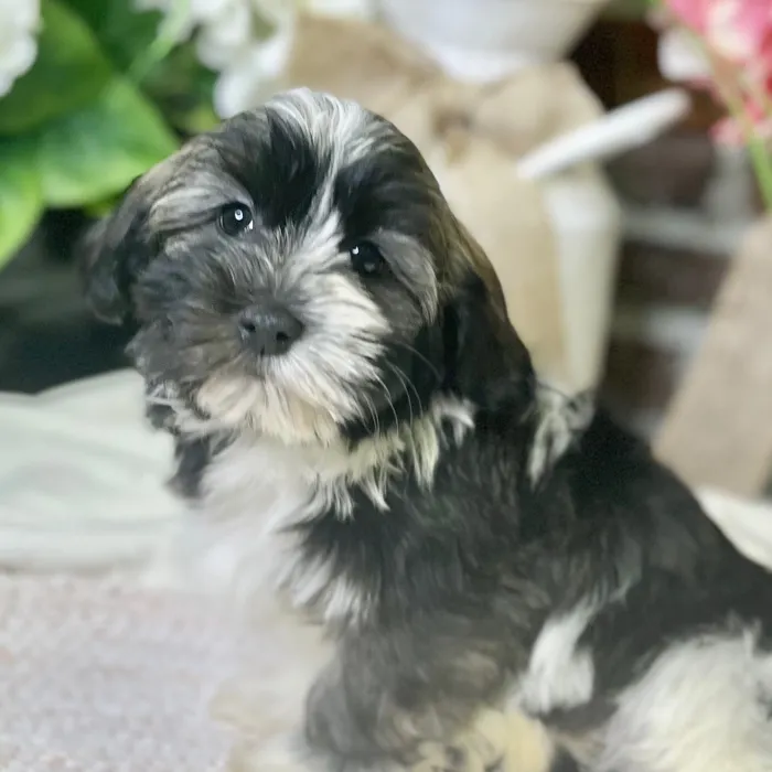 Male Havanese puppy for sale at Shake A Paw Green Brook.