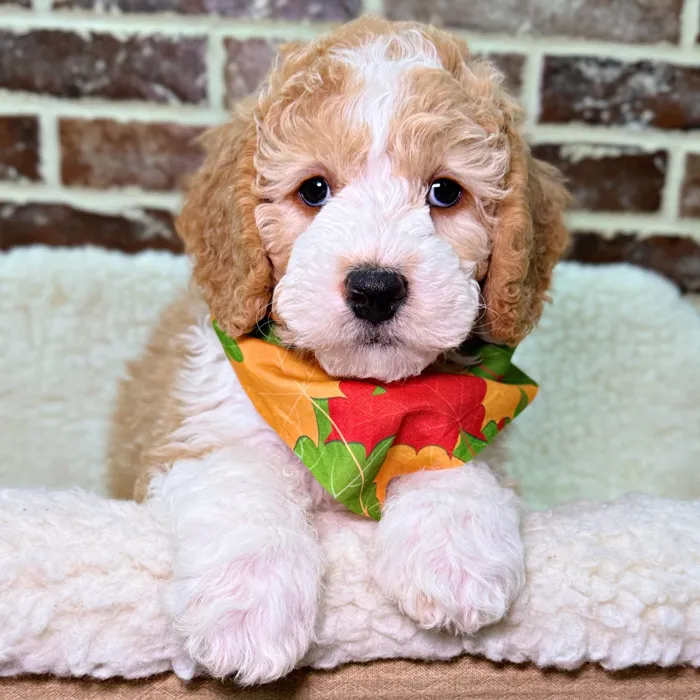 Male Mini Bernedoodle 2Nd Gen puppy for sale at Shake A Paw Union.
