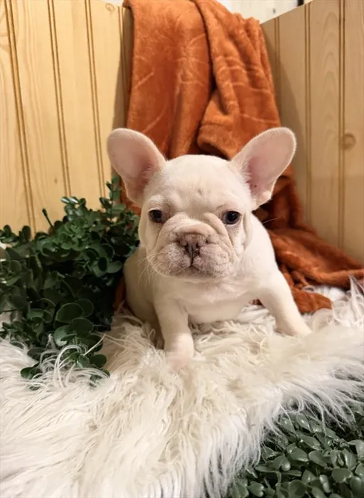 Male French Bulldog puppy for sale at Shake A Paw Green Brook.