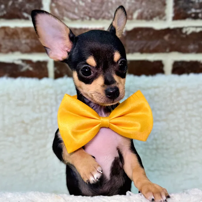Male Chihuahua puppy for sale at Shake A Paw Union.