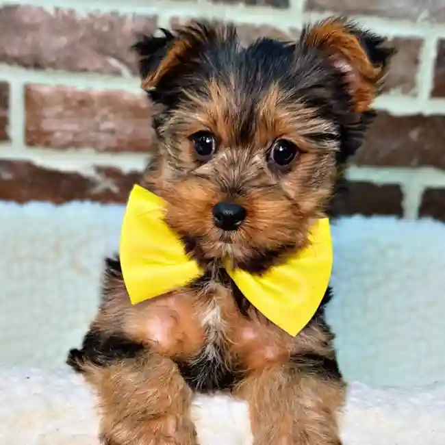 Male Yorkshire Terrier puppy for sale at Shake A Paw Union.