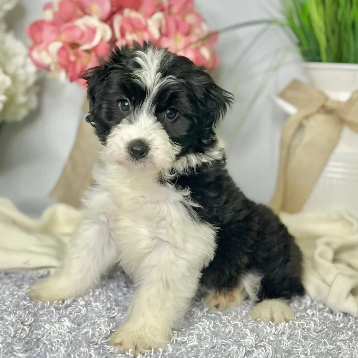 期間限定SALE】Hillii dwarf&curl 子株 OC pup 期間限定SALE】Hillii