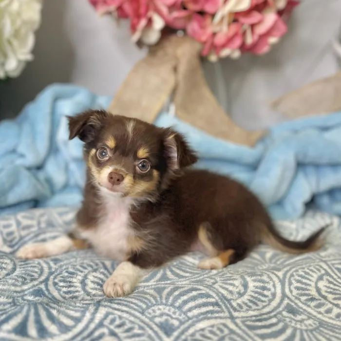 Male Chihuahua puppy for sale at Shake A Paw Green Brook.
