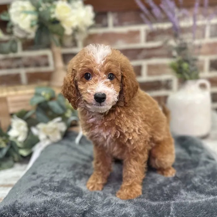 Male Mini Goldendoodle 2Nd Gen puppy for sale at Shake A Paw Union.