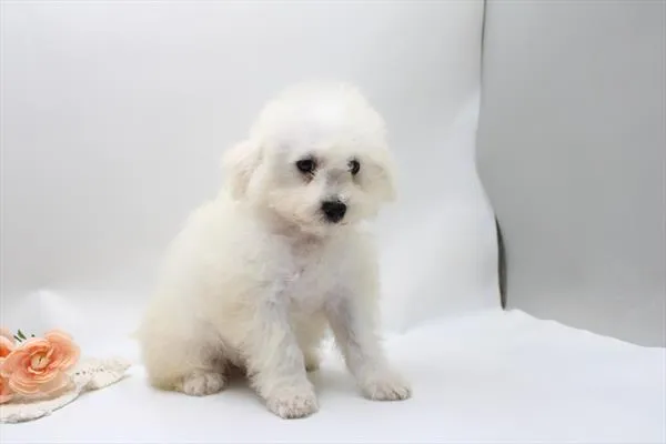 Female Bichon Frise puppy for sale at Shake A Paw Union.