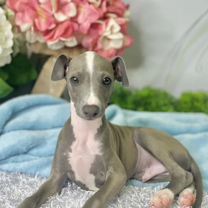 Male Italian Greyhound puppy for sale at Shake A Paw Green Brook.
