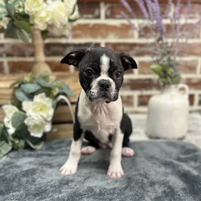 Female Boston Terrier puppy for sale at Shake A Paw Union.