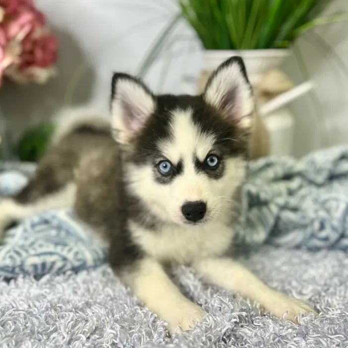 Female Pomsky 2Nd Gen puppy for sale at Shake A Paw Green Brook.