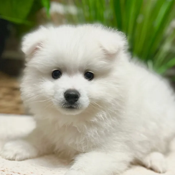 Male American Eskimo puppy for sale at Shake A Paw Green Brook.