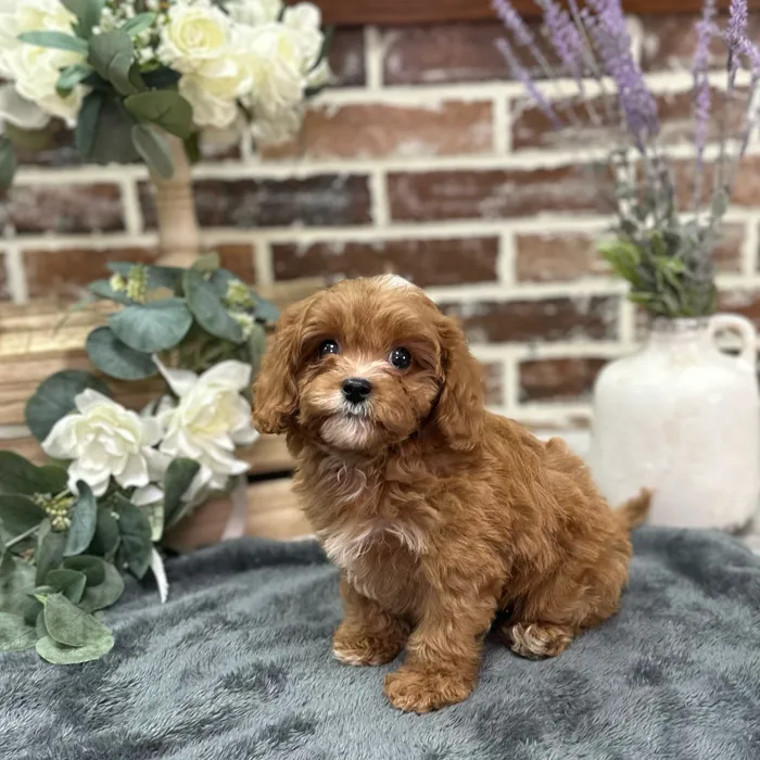 Male Cavapoo puppy for sale at Shake A Paw Union.